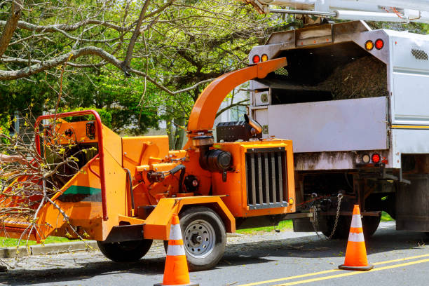 Tree Root Removal in Fairfield Plantation, GA